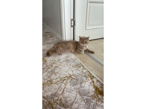 2. yaşında ücretsiz dişi british shorthair acil