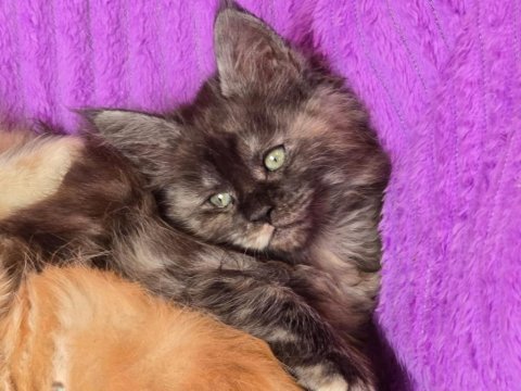 Maine coon kediler wcf kayitli
