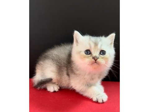 33 yıllık canpette british shorthair yavruları