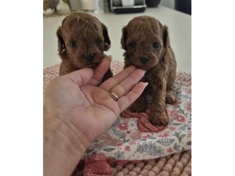 Toy poodle safkan köpeğim
