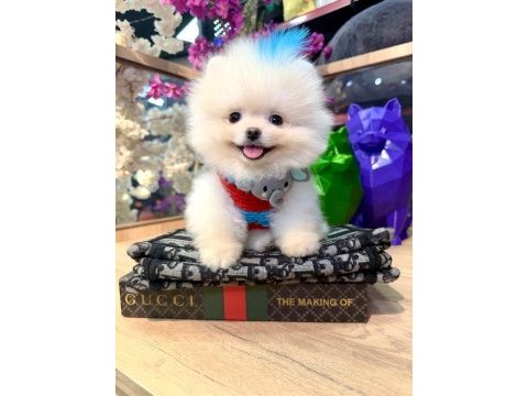 Pomeranian boo yavrular