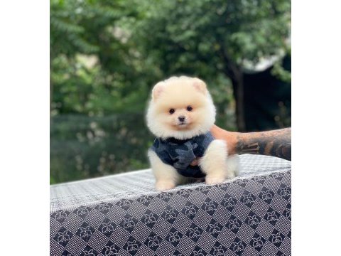 Sevimli pomeranian yavru köpekler