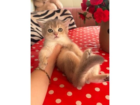 Safkan british shorthair bluegolden yavru