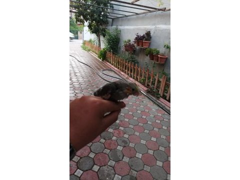 Bebek daha yem yemeye başlamadı bile sultan papağanı