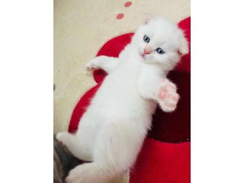 Scottish fold yavru sahiplendirme