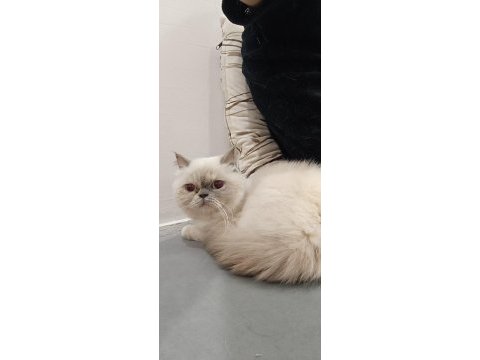 Exotic shorthair dişi kısır değil