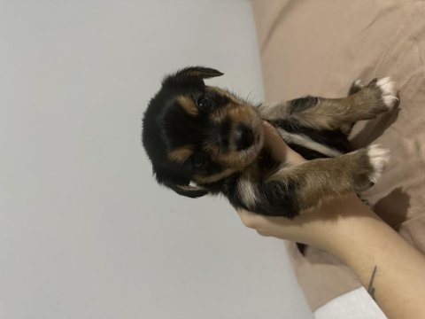 Yorkie bebekler 2 dişi 3 erkek