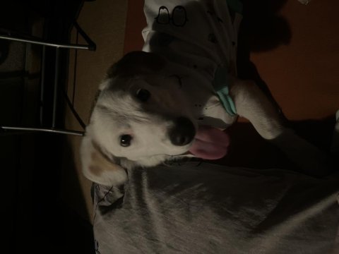 Lili 6 aylık dişi köpeğimiz
