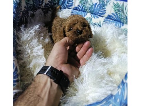 Gerçek teacup kore poodle bebekler