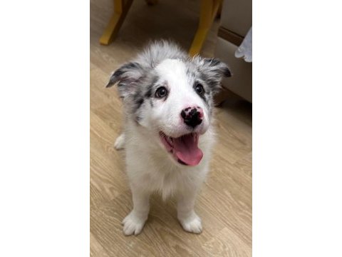 2 aylık blue merle border collie