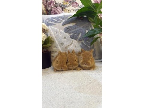 Hollanda cücesi netherland dwarf tavşan