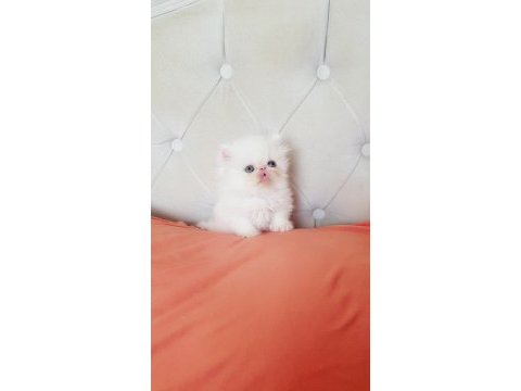 Persian bebişler