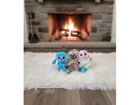 Şecereli teacup pomeranian yavrularımız