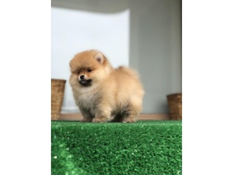 2.5 aylık 2 dişi ve 1 erkek pomeranian boo yavrular