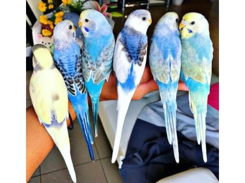 İstanbul içi adresinize ücretsiz teslim muhabbet kuşlar