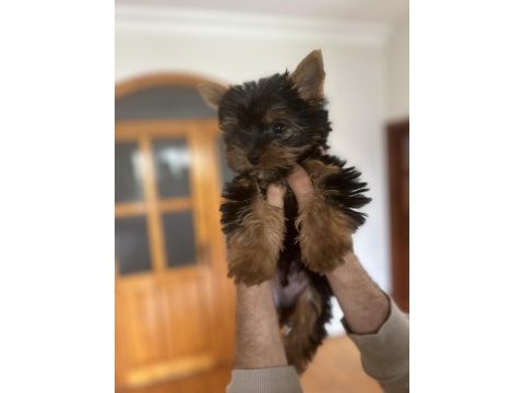 Sıfır numara orjinal yorkshire terrier yavrumuz