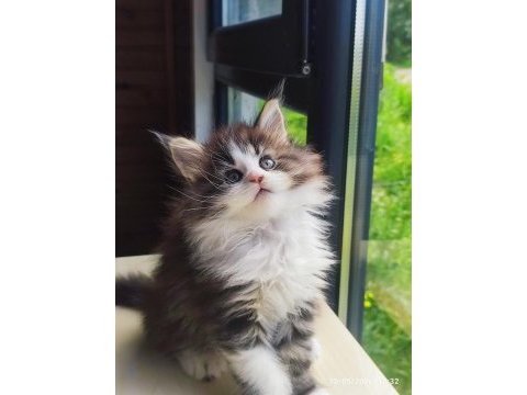 Tüm aşı ve belgeler ile eksiksiz kayıtlı şecereli maine coon