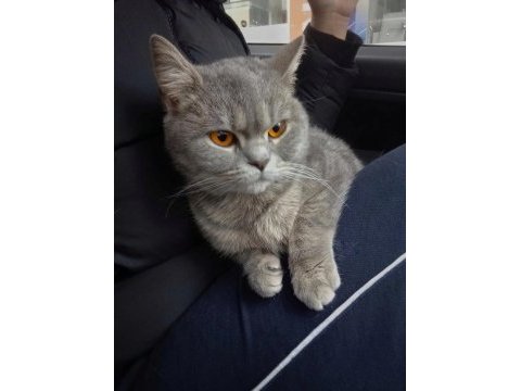 British shorthair dişi 9 aylık