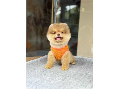 Sağlık ve ırk garantili pomeranian