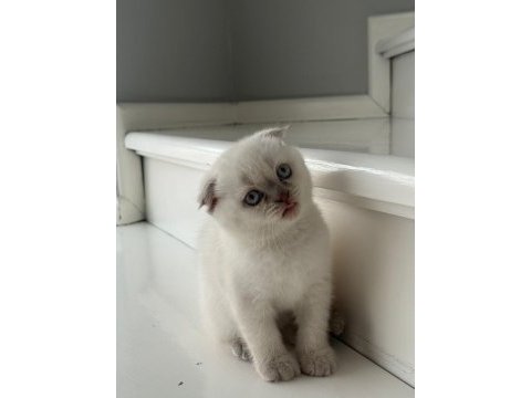 Yeni doğmuş minik british shorthair yavrular