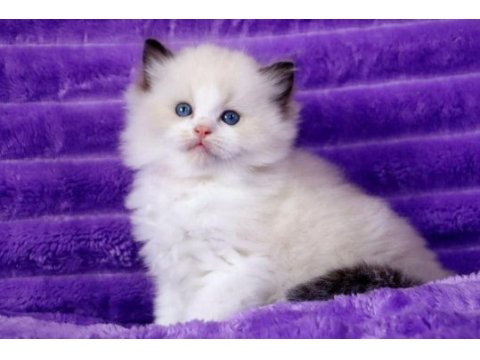 Bebek surat ragdoll güzeli