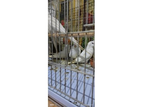 Süt beyaz albino kırmızı göz sultan papağanı yavrular