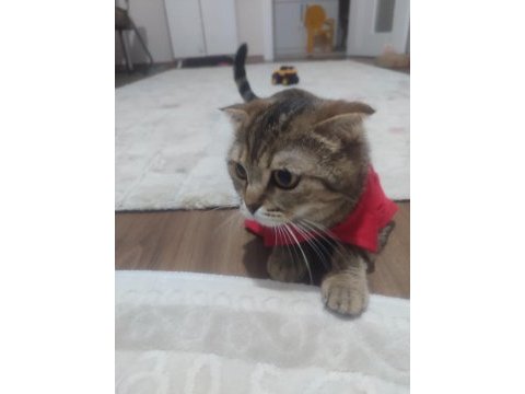 Taşınmadan dolayı kedimi sahiplendiriyorum