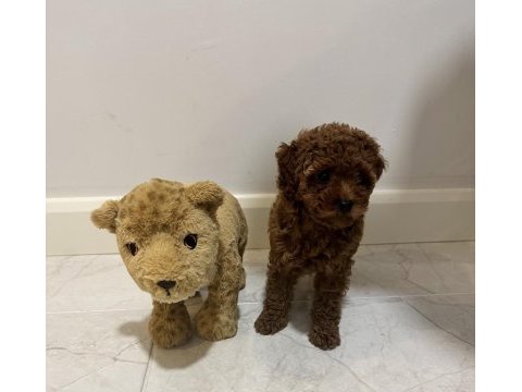 Kore kan teacup poodle dişi / erkek 850 gram 2 buçuk aylık