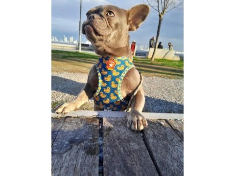 İsabella tan dişi french bulldog