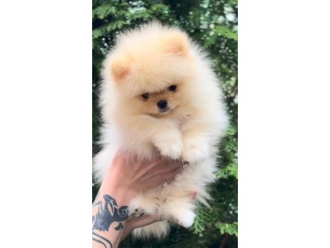 Fcı export sçr li pomeranian yavrular petmode den