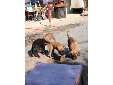 Şampiyon anne babanın cane corso yavruları
