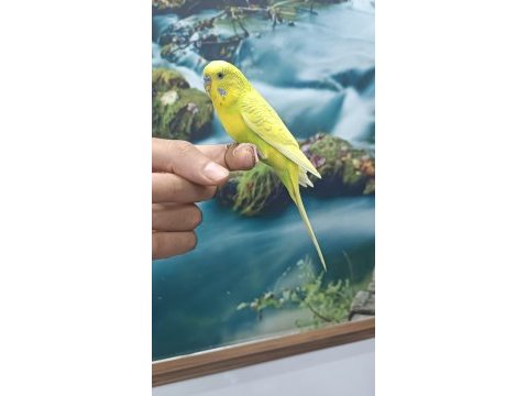 Evcil erkek muhabbet kuşu