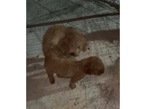 Teacup poodle küçük boy bebeklerim
