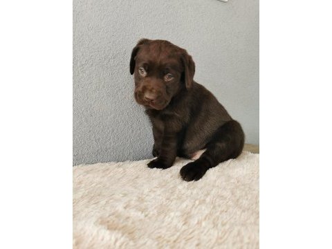 Labrador bebeklerimiz