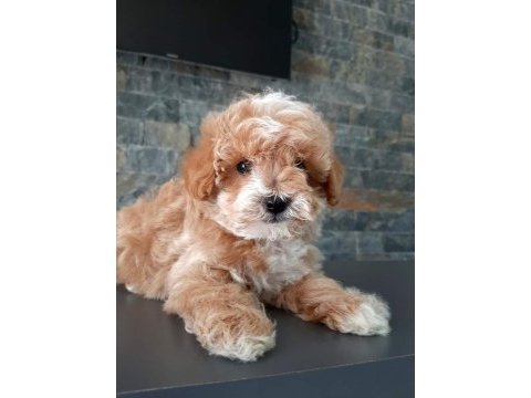 Tea cup maltipoo yavrulari istanbul 