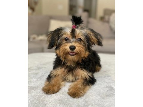 Baldan tatlı yorkshire terrier yavrular