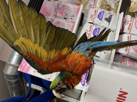 8 aylık hibrit macaw papağanımız