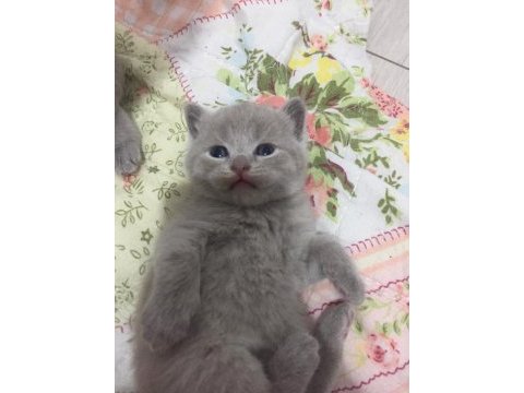 Scottish fold yavrular