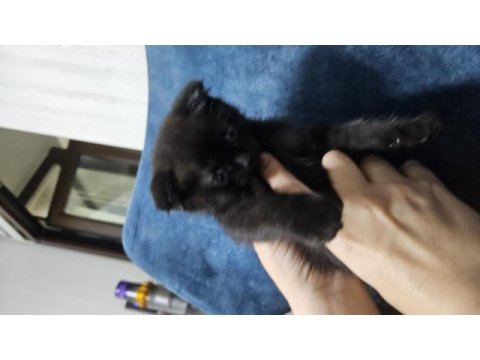 Scottish fold siyah kedimiz