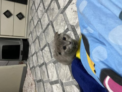 Scottish fold kedisi