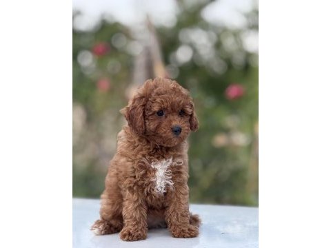 Korea kan toy poodle bebekler