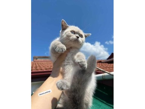 Sitenin güzeli british shorthair