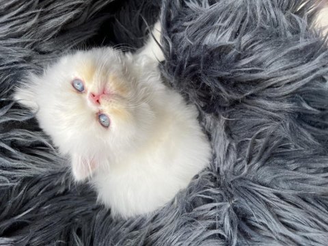 Safkan orjinal mavi gözlü iran kedisi bebekleri