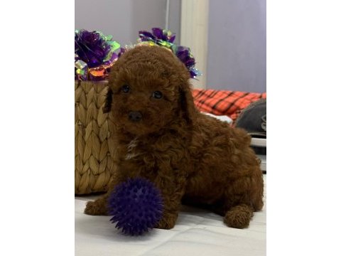 Tuvalet eğitimli kilo garantili toy poodle yavrularım