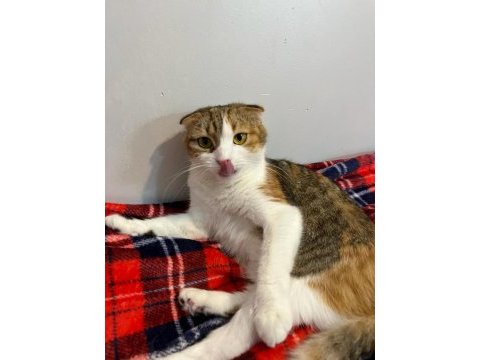 Scottish fold takip şartıyla ücretsiz yuva