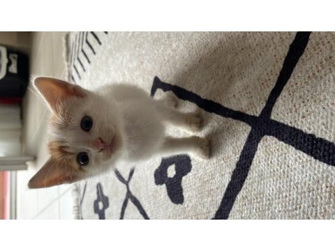 2 aylık tekir yavrularımızı ücretsiz sahiplendiriyoruz
