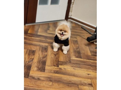 Efsane eğitimli tam ayı surat erkek pomeranian