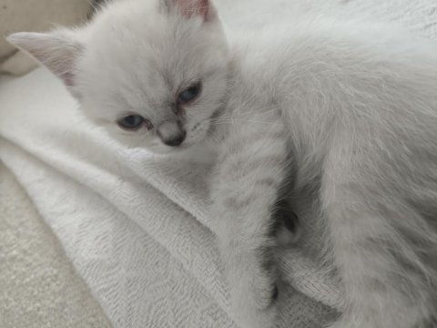 45 günlük british shorthair teslime hazır
