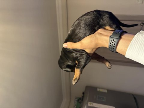 Doberman köpeği yavruları
