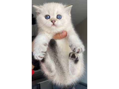 Mükemmel kalite de british shorthair bebeğim